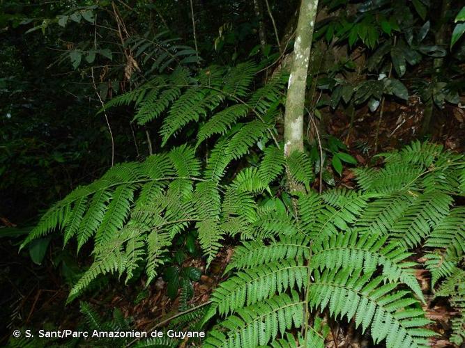 <i>Cyathea boryana</i> (Mett. ex Kuhn) Domin, 1929 © S. Sant/Parc Amazonien de Guyane