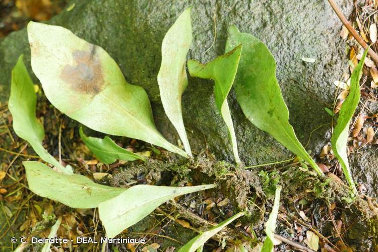 <i>Polytaenium citrifolium</i> (L.) Schuettp., 2016 © C. Delnatte - DEAL Martinique