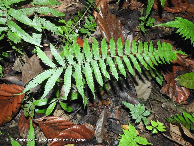 <i>Goniopteris gemmulifera</i> (Hieron.) Vareschi, 1969 © S. Sant/Parc Amazonien de Guyane