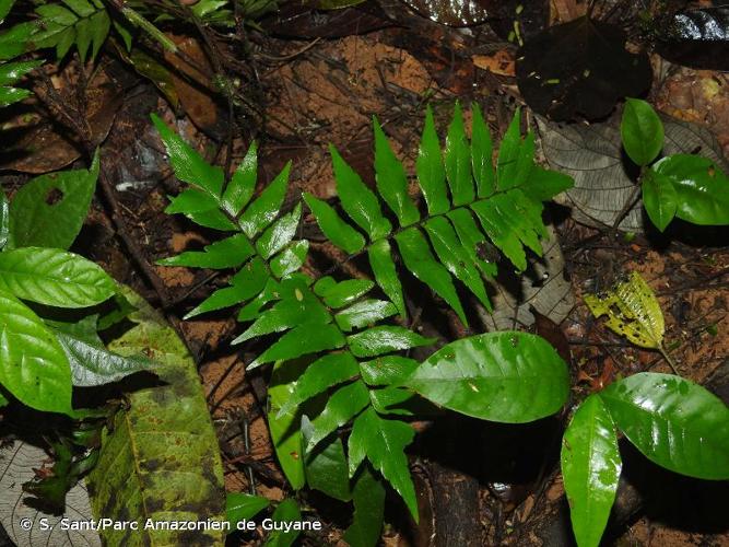 <i>Adiantum argutum</i> Splitg., 1840 © S. Sant/Parc Amazonien de Guyane