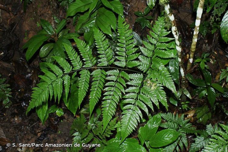 <i>Parapolystichum effusum</i> (Sw.) Ching, 1940 © S. Sant/Parc Amazonien de Guyane