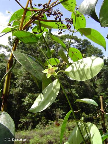 <i>Blepharodon pictus</i> (Vahl) W.D.Stevens, 2000 © C. Delnatte