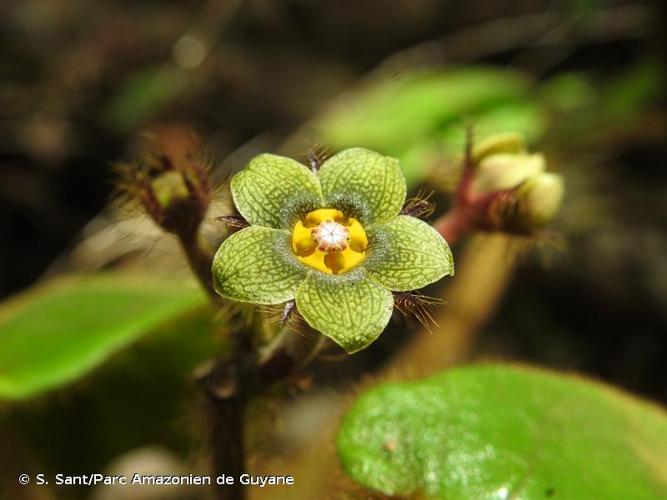 <i>Graciemoriana gracieae</i> (Morillo) Morillo, 2015 © S. Sant/Parc Amazonien de Guyane