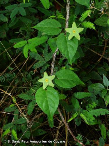 <i>Chloropetalum denticulatum</i> (Vahl) Morillo, 2015 © S. Sant/ Parc Amazonien de Guyane