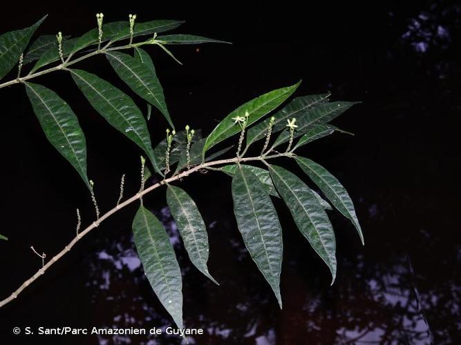 <i>Matelea graciliflora</i> Krings & Morillo, 2015 © S. Sant/Parc Amazonien de Guyane