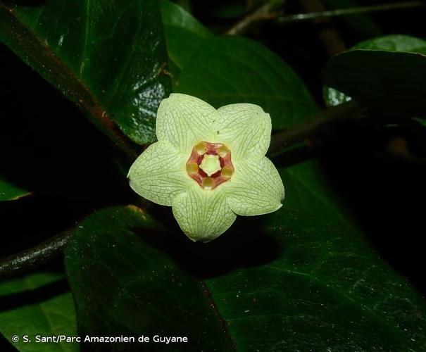 <i>Phaeostemma surinamense</i> Krings & Morillo, 2014 © S. Sant/Parc Amazonien de Guyane