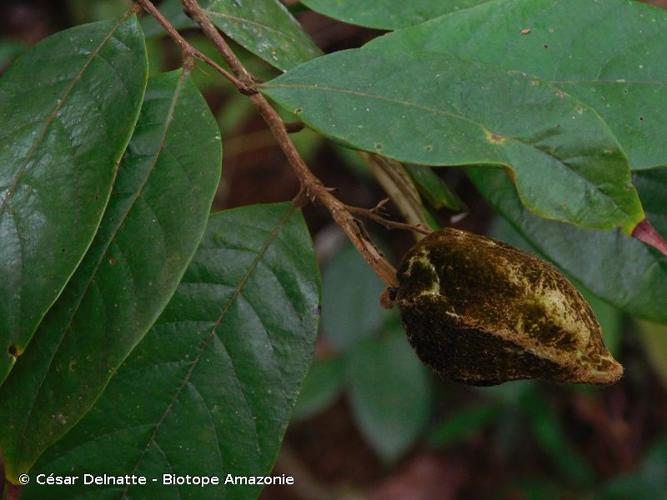 <i>Gaulettia parillo</i> (DC.) Sothers & Prance, 2014 © César Delnatte - Biotope Amazonie