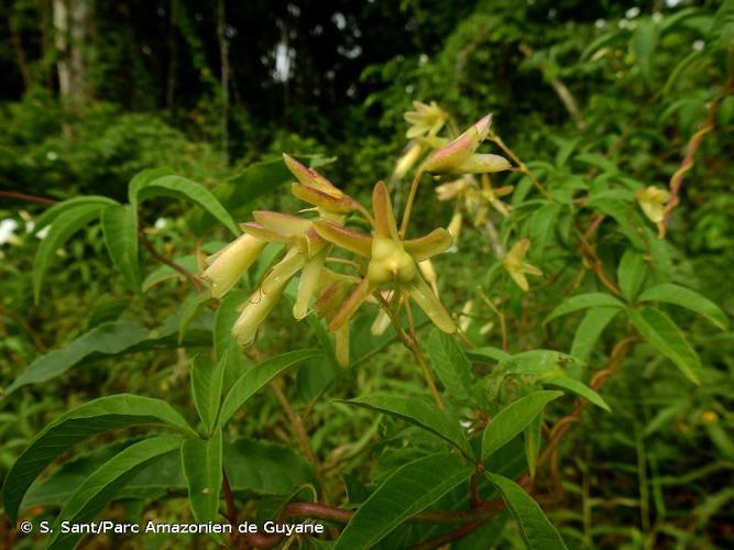 <i>Distimake macrocalyx</i> (Ruiz & Pav.) A.R.Simões & Staples, 2017 © S. Sant/Parc Amazonien de Guyane