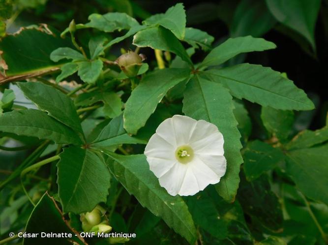 <i>Distimake quinquefolius</i> (L.) A.R.Simões & Staples, 2017 © César Delnatte - ONF Martinique