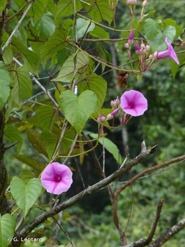 <i>Ipomoea philomega</i> (Vell.) House, 1908 © G. Léotard