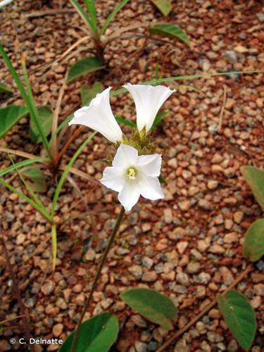 <i>Jacquemontia guianensis</i> (Aubl.) Meisn., 1869 © C. Delnatte