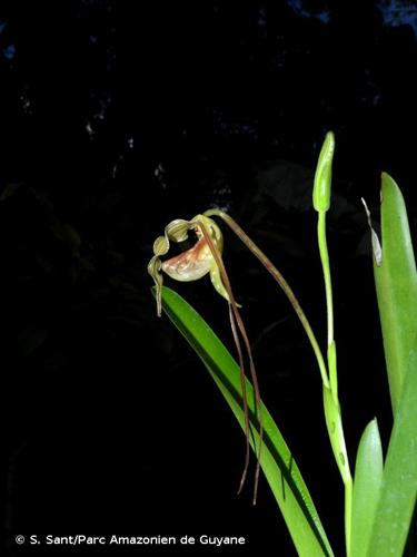 <i>Phragmipedium guianense</i> Sambin & Braem, 2014 © S. Sant/Parc Amazonien de Guyane