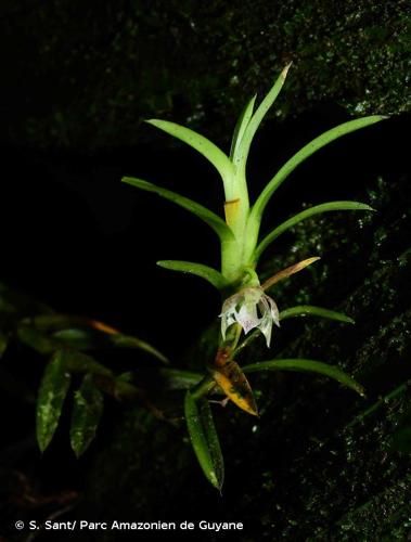 <i>Dichaea venezuelensis</i> Carnevali & I.Ramírez, 1993 © S. Sant/ Parc Amazonien de Guyane