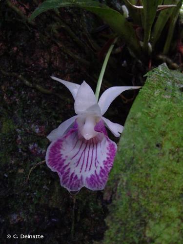 <i>Warczewiczella guianensis</i> (Lafontaine, G.Gerlach & Senghas) Dressler, 2005 © C. Delnatte