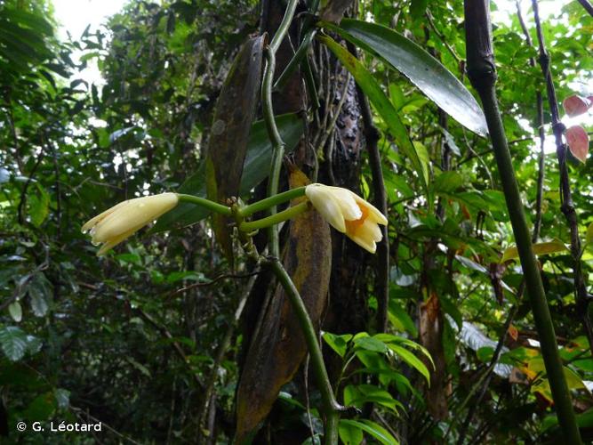 <i>Vanilla hostmannii</i> Rolfe, 1896 © G. Léotard