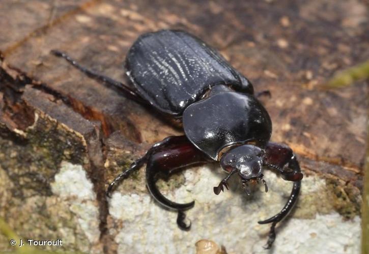 <i>Harposceles paradoxus</i> Burmeister, 1847 © J. Touroult