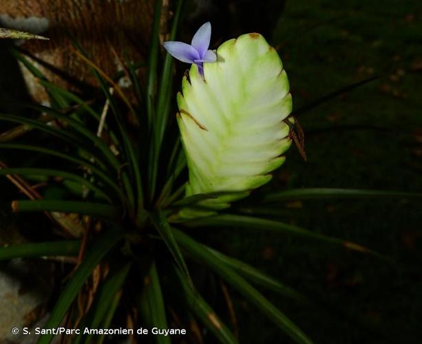 <i>Wallisia anceps</i> (G.Lodd.) Barfuss & W.Till, 2016 © S. Sant/Parc Amazonien de Guyane