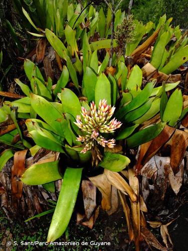 <i>Aechmea polyantha</i> E.Pereira & Reitz, 1974 © S. Sant/Parc Amazonien de Guyane