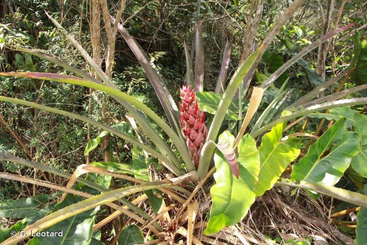 <i>Aechmea vallerandii</i> (Carrière) Erhardt, Götz & Seybold, 2008 © G. Léotard