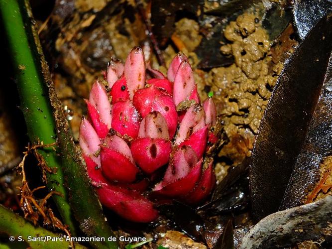 <i>Disteganthus basilateralis</i> Lem., 1847 © S. Sant/Parc Amazonien de Guyane