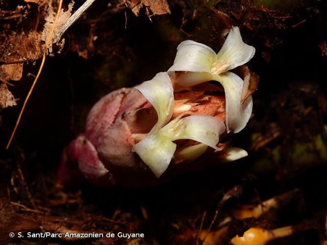 <i>Disteganthus gracieae</i> Aguirre-Santoro & Michelang., 2015 © S. Sant/Parc Amazonien de Guyane