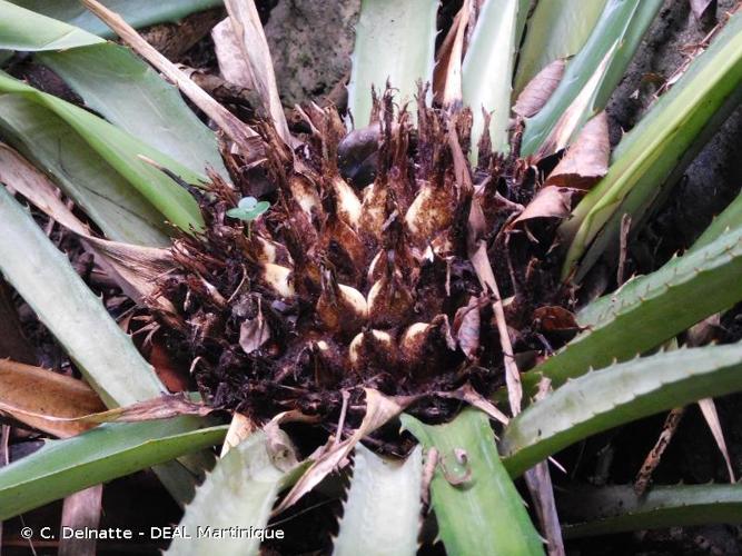 <i>Bromelia karatas</i> L., 1753 © C. Delnatte - DEAL Martinique