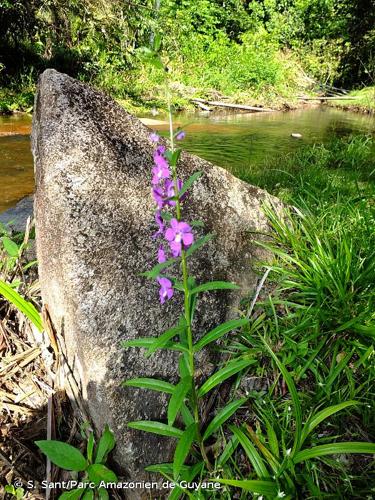 <i>Angelonia minor</i> Fisch. & C.A.Mey., 1839 © S. Sant/Parc Amazonien de Guyane