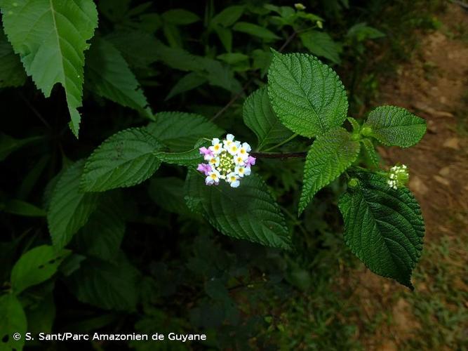 <i>Lantana strigocamara</i> R.W.Sanders, 2006 © S. Sant/Parc Amazonien de Guyane