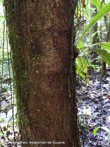 <i>Ruptiliocarpon caracolito</i> Hammel & N.Zamora, 1993 © S. Sant/Parc Amazonien de Guyane