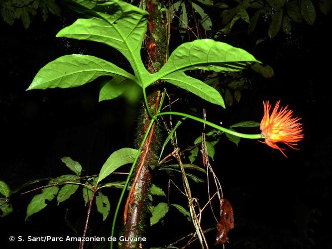 <i>Gurania huebneri</i> Harms, 1930 © S. Sant/Parc Amazonien de Guyane