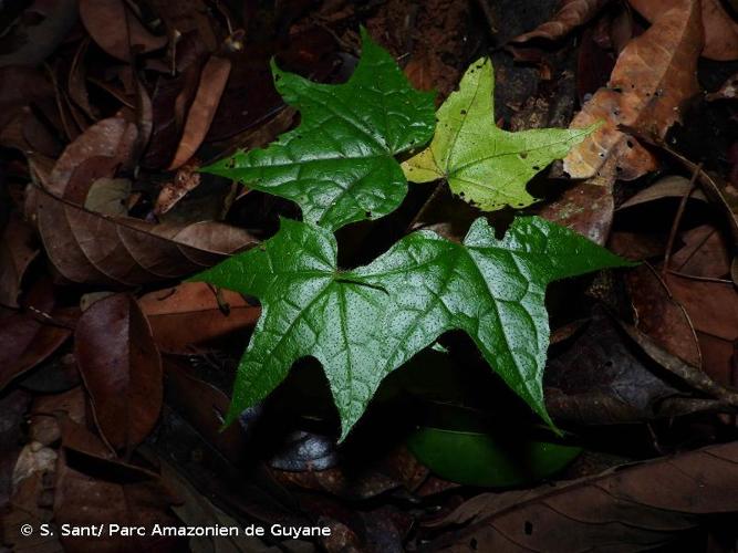 <i>Disciphania lobata</i> Eichler, 1864 © S. Sant/ Parc Amazonien de Guyane