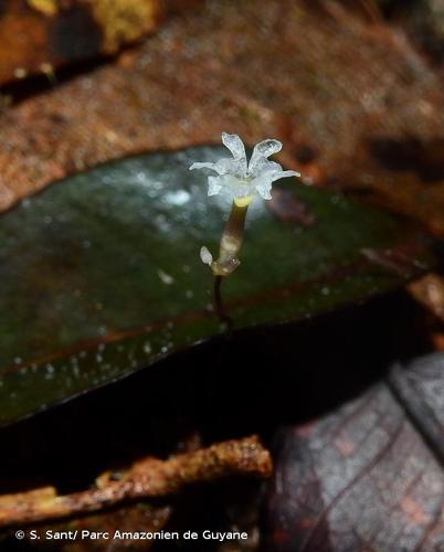 <i>Gymnosiphon minutus</i> Snelders & Maas, 1981 © S. Sant/ Parc Amazonien de Guyane