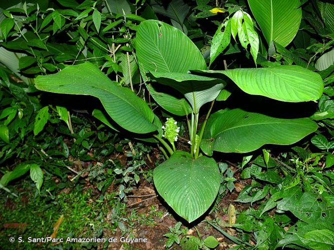 <i>Goeppertia cylindrica</i> (Roscoe) Borchs. & S.Suárez, 2012 © S. Sant/Parc Amazonien de Guyane