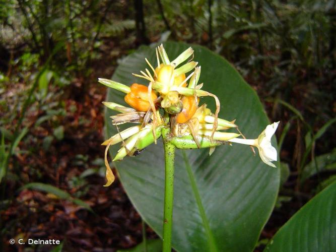 <i>Goeppertia elliptica</i> (Roscoe) Borchs. & S.Suárez, 2012 © C. Delnatte