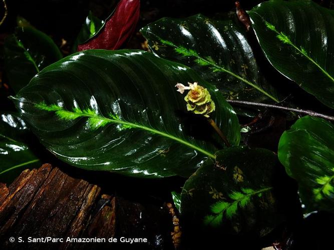 <i>Goeppertia maasiorum</i> (H. Kenn.) Borchs. & S.Suárez, 2012 © S. Sant/Parc Amazonien de Guyane