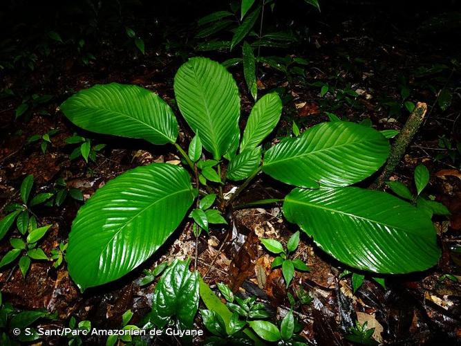 <i>Goeppertia propinqua</i> (Poepp. & Endl.) Borchs. & S.Suárez, 2012 © S. Sant/Parc Amazonien de Guyane