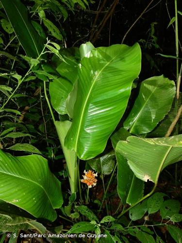 <i>Goeppertia splendida</i> (Lem.) Borchs. & S.Suárez, 2012 © S. Sant/Parc Amazonien de Guyane