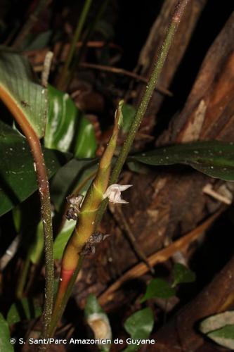 <i>Goeppertia densa</i> (K.Koch) Borchs. & S.Suárez, 2012 © S. Sant/Parc Amazonien de Guyane