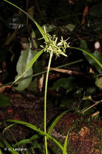 <i>Cyperus lacustris</i> Schrad. ex Nees, 1842 © G. Léotard