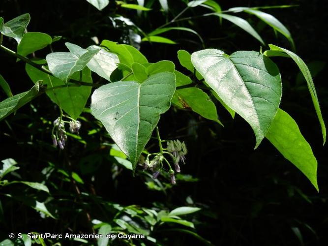 <i>Solanum endopogon</i> (Bitter) Bohs, 1995 © S. Sant/Parc Amazonien de Guyane