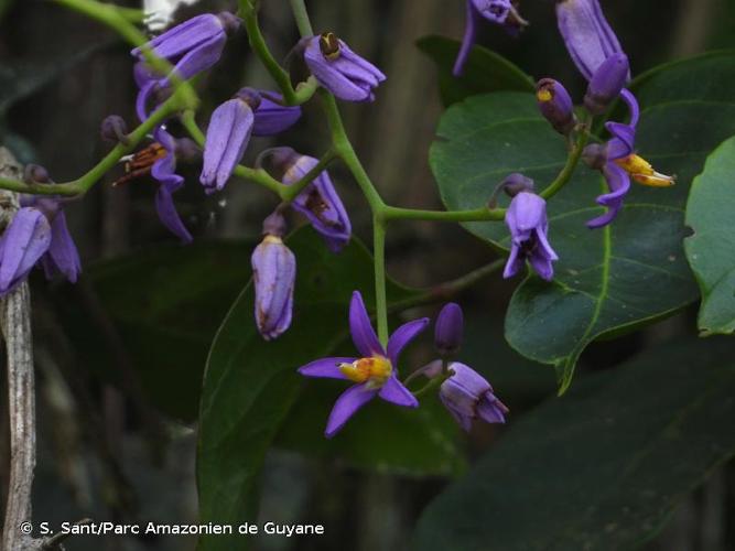 <i>Solanum uncinellum</i> Lindl., 1840 © S. Sant/Parc Amazonien de Guyane