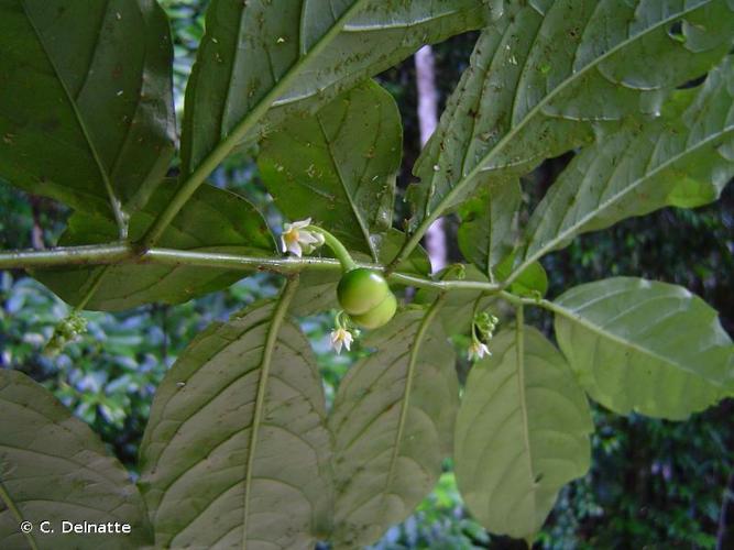 <i>Solanum arboreum</i> Humb. & Bonpl. ex Dunal, 1816 © C. Delnatte