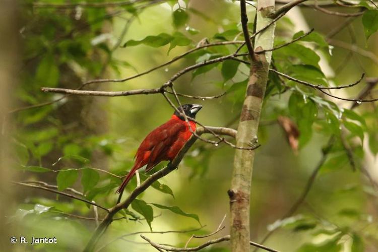 <i>Caryothraustes erythromelas</i> (Gmelin, 1789) © R. Jantot