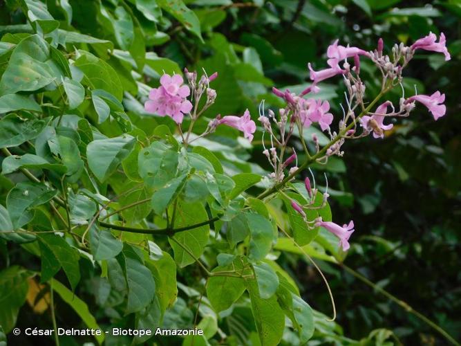 <i>Fridericia candicans</i> (Rich.) L.G.Lohmann, 2014 © César Delnatte - Biotope Amazonie