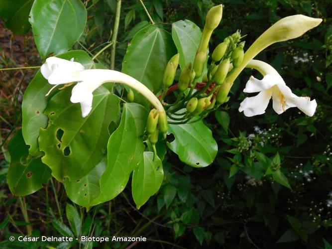 <i>Tanaecium jaroba</i> Sw., 1788 © César Delnatte - Biotope Amazonie