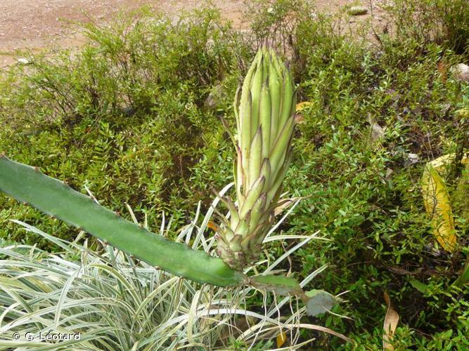 <i>Selenicereus monacanthus</i> (Lem.) D.R.Hunt, 2017 © G. Léotard