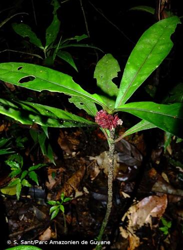 <i>Notopleura lateralis</i> (Steyerm.) C.M.Taylor, 2001 © S. Sant/Parc Amazonien de Guyane