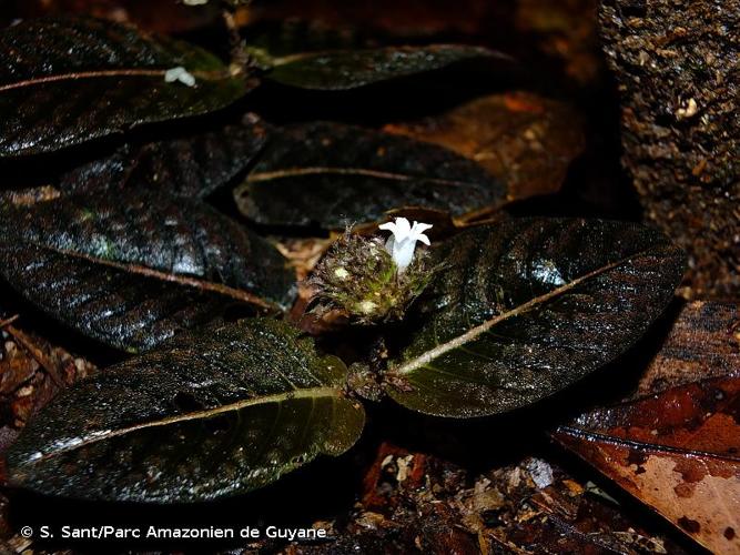 <i>Palicourea alba</i> (Aubl.) Delprete & J.H.Kirkbr., 2016 © S. Sant/Parc Amazonien de Guyane