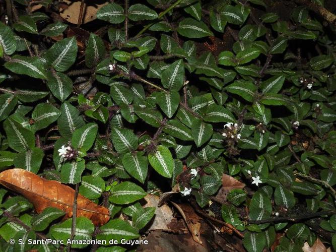 <i>Palicourea debilis</i> (Müll.Arg.) Delprete & J.H.Kirkbr., 2016 © S. Sant/Parc Amazonien de Guyane