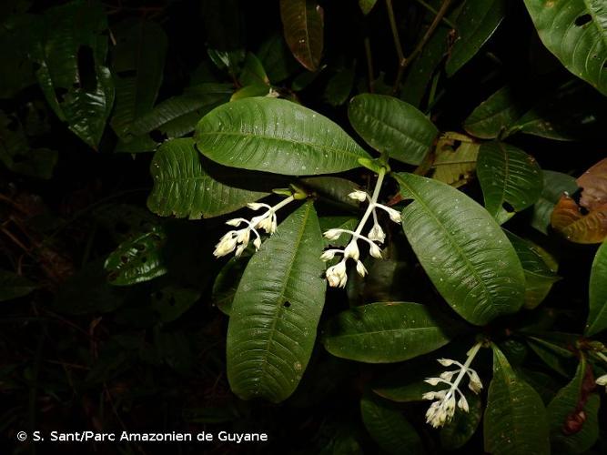 <i>Palicourea violacea</i> (Aubl.) A.Rich., 1830 © S. Sant/Parc Amazonien de Guyane